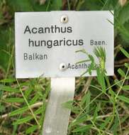 Image of Acanthus hungaricus (Borbás) Baenitz