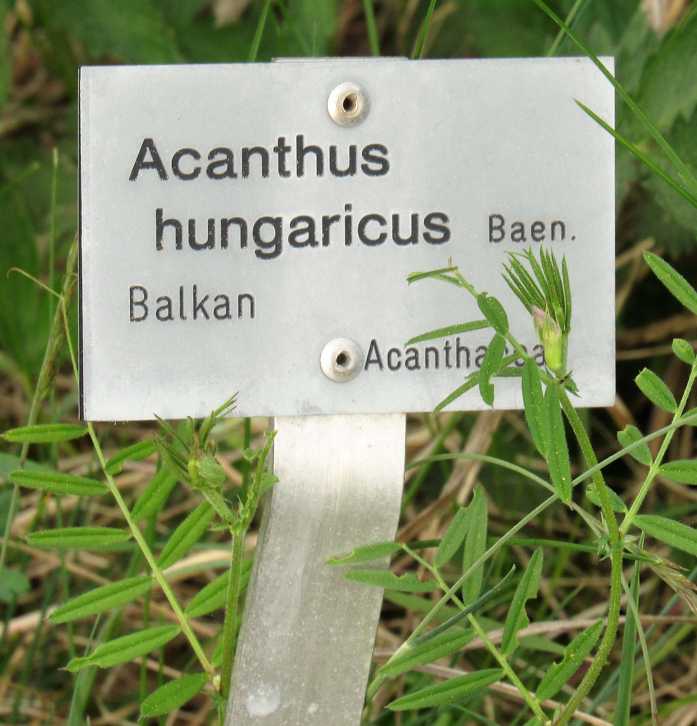 Image of Acanthus hungaricus (Borbás) Baenitz