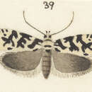 Image of Izatha picarella Walker 1864