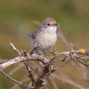 Image of Sylvia communis