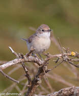 Image of Sylvia communis