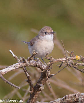 Image of Sylvia communis