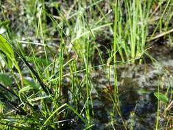 Juncus bulbosus L.的圖片