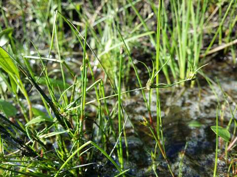 Juncus bulbosus L. resmi