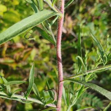 Image of hairy white oldfield aster