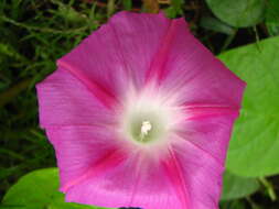 Image of tall morning-glory