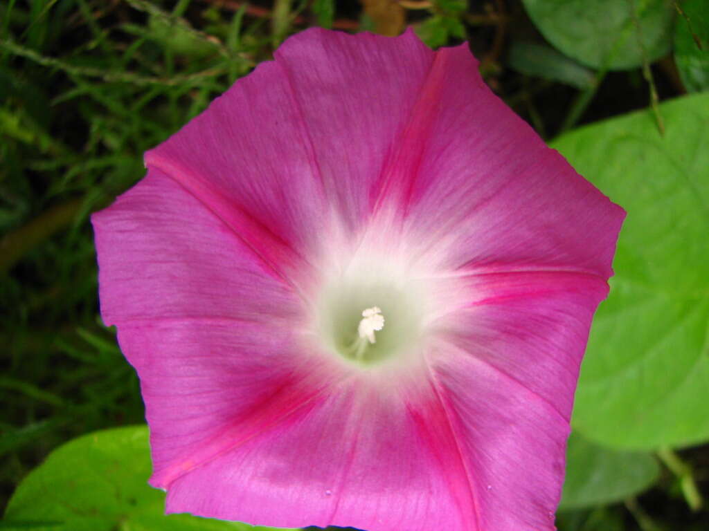 Слика од Ipomoea purpurea (L.) Roth