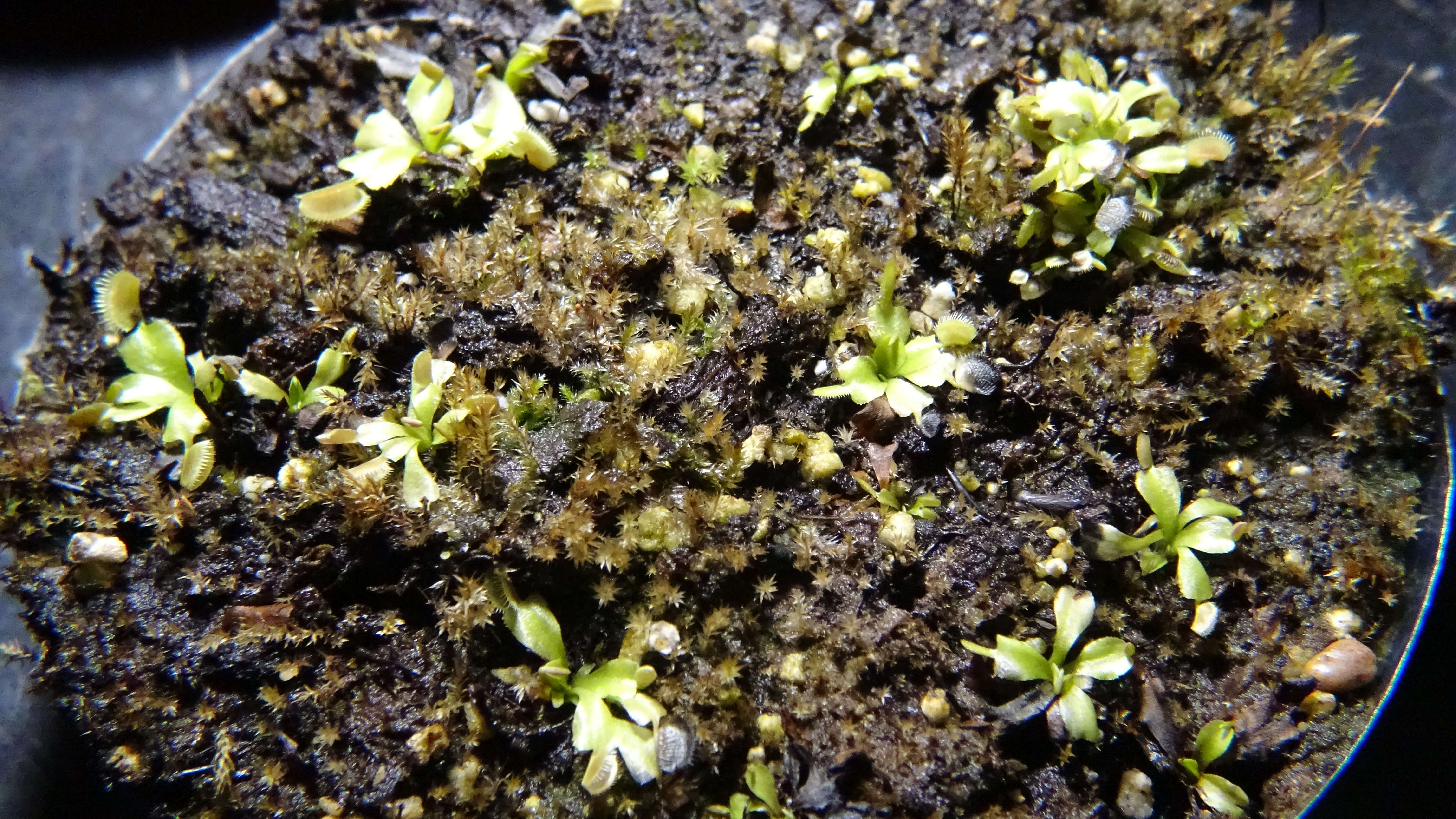 Image of Dionaea