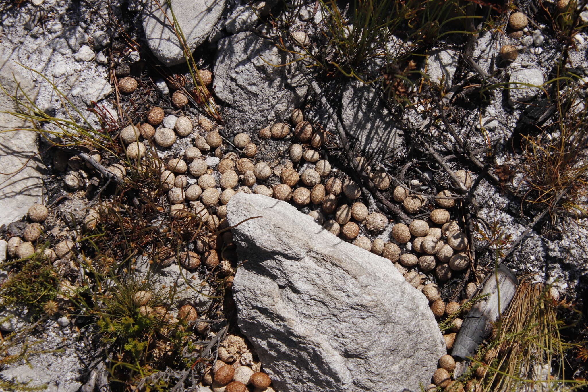 Image of Hewitt's Red Rock Hare