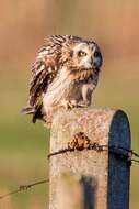 Image of Short-eared Owl