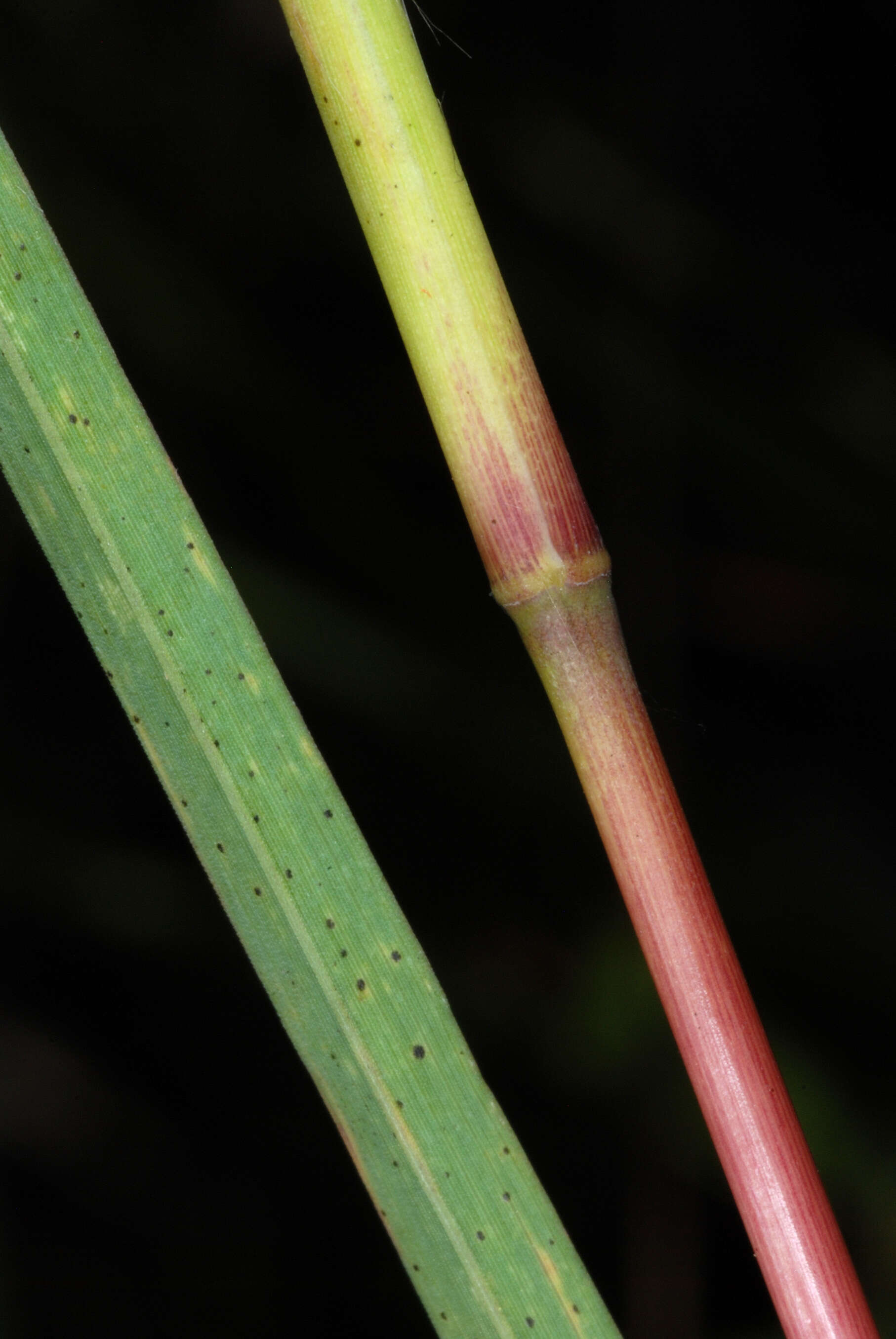 Imagem de Andropogon glomeratus (Walter) Britton, Sterns & Poggenb.