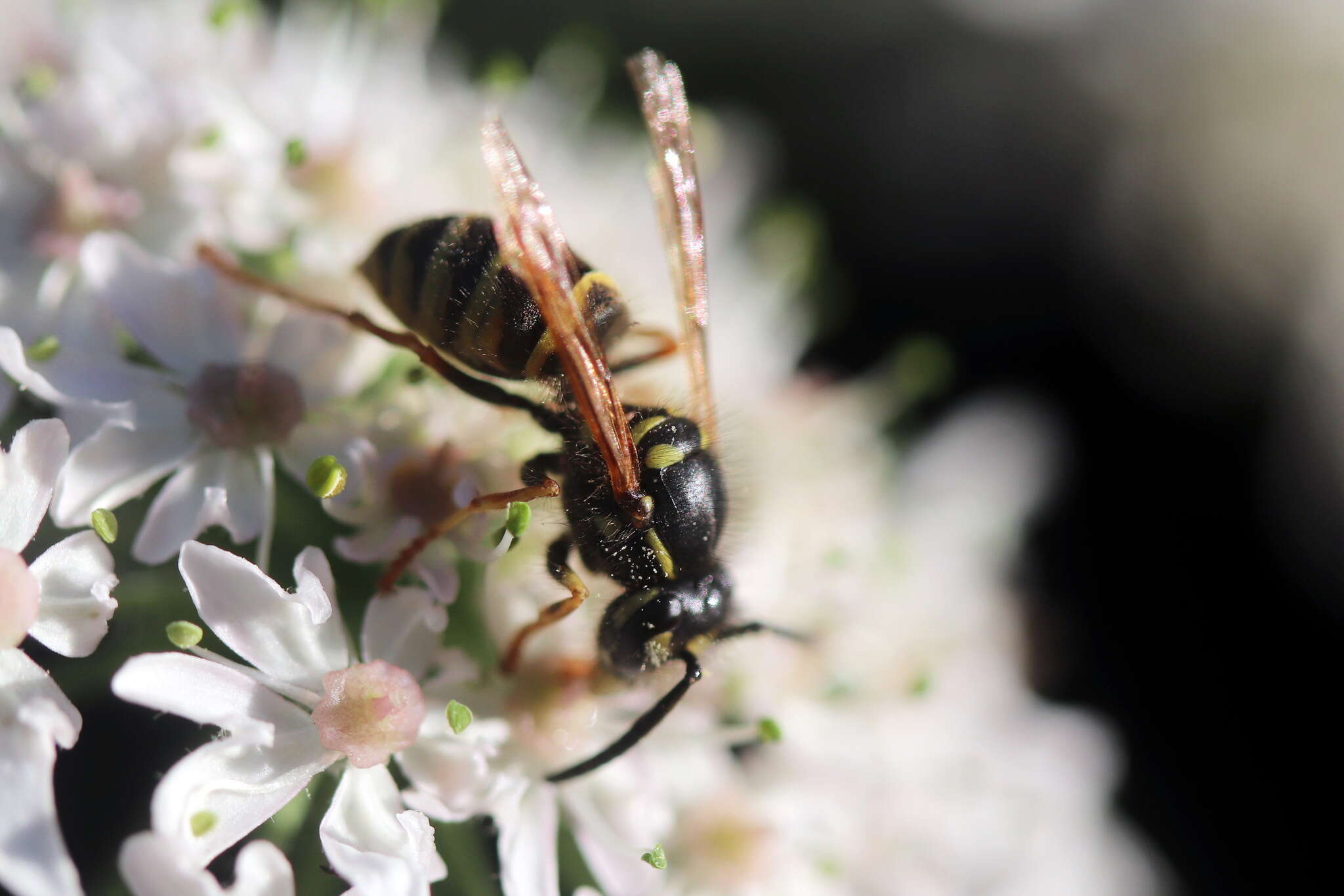 Image of Common wasp