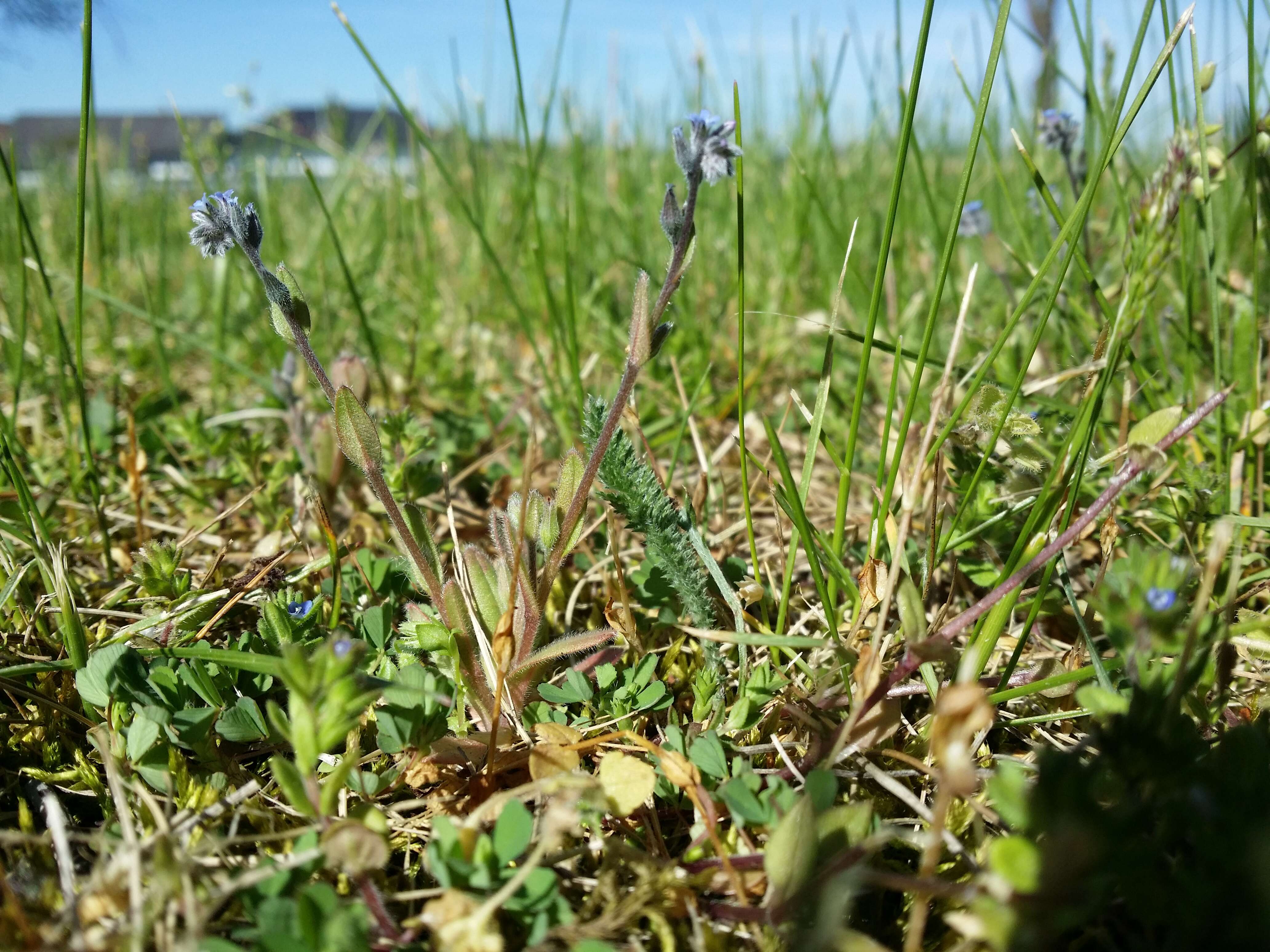 Image of strict forget-me-not