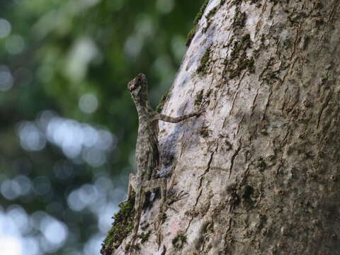 Image of Barred Flying Dragon