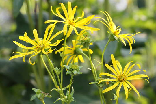 Silphium perfoliatum L. resmi