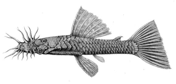 Image of Ancistrus occidentalis (Regan 1904)