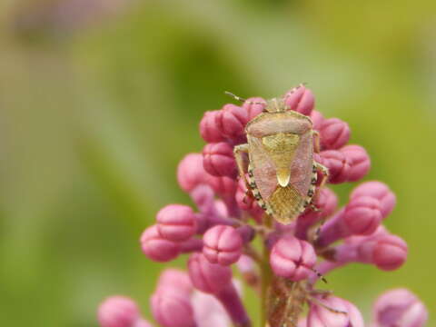 Image of sloe bug