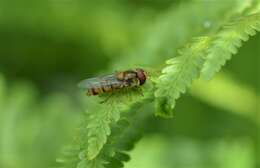 Image of Marmalade hoverfly