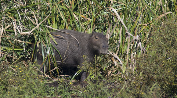 Image of Capybara