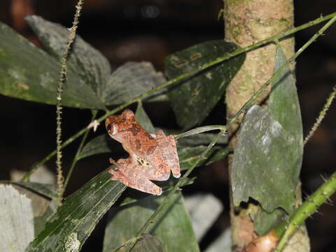 Image of Harlequin Tree Frog