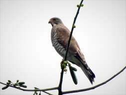 Image of Grey-faced Buzzard