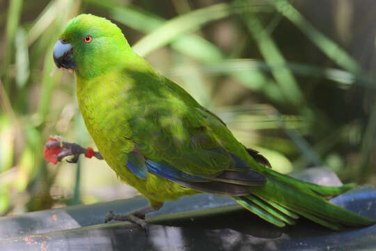 Image of Antipodes Green Parakeet