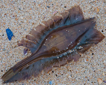 Image of Cape Elephantfish