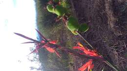 Image of canna lilies