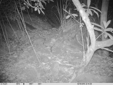 Image of Small Indian civet