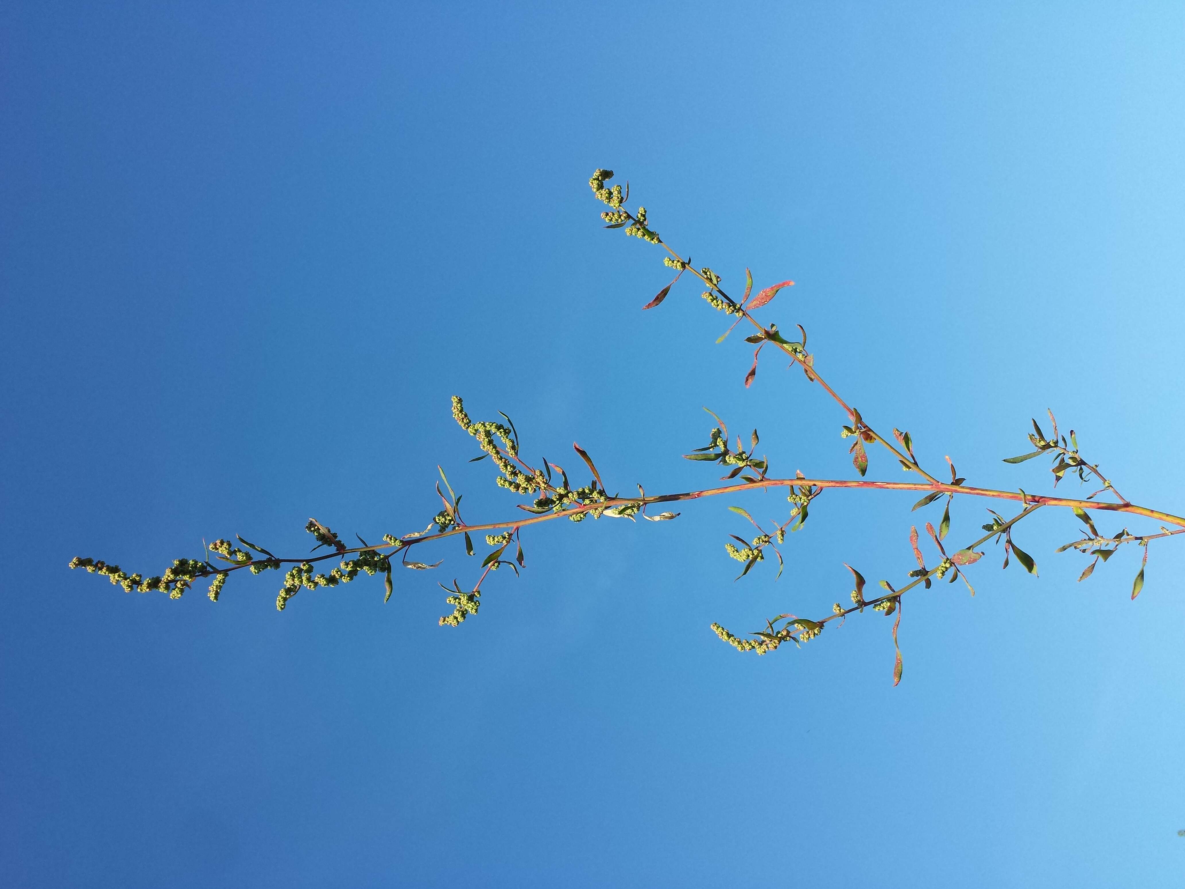 Plancia ëd Chenopodium strictum Roth