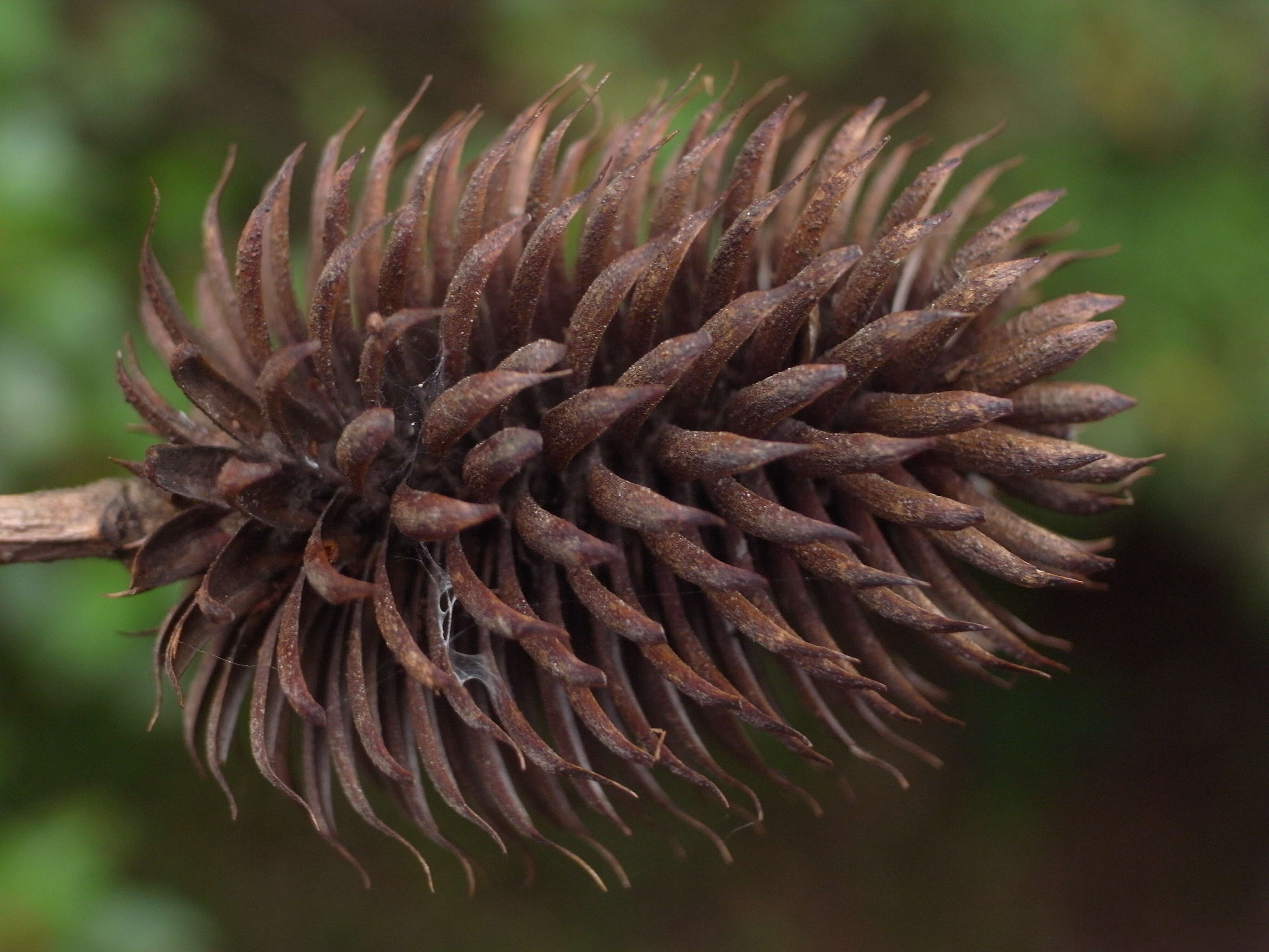 Image of Platycarya