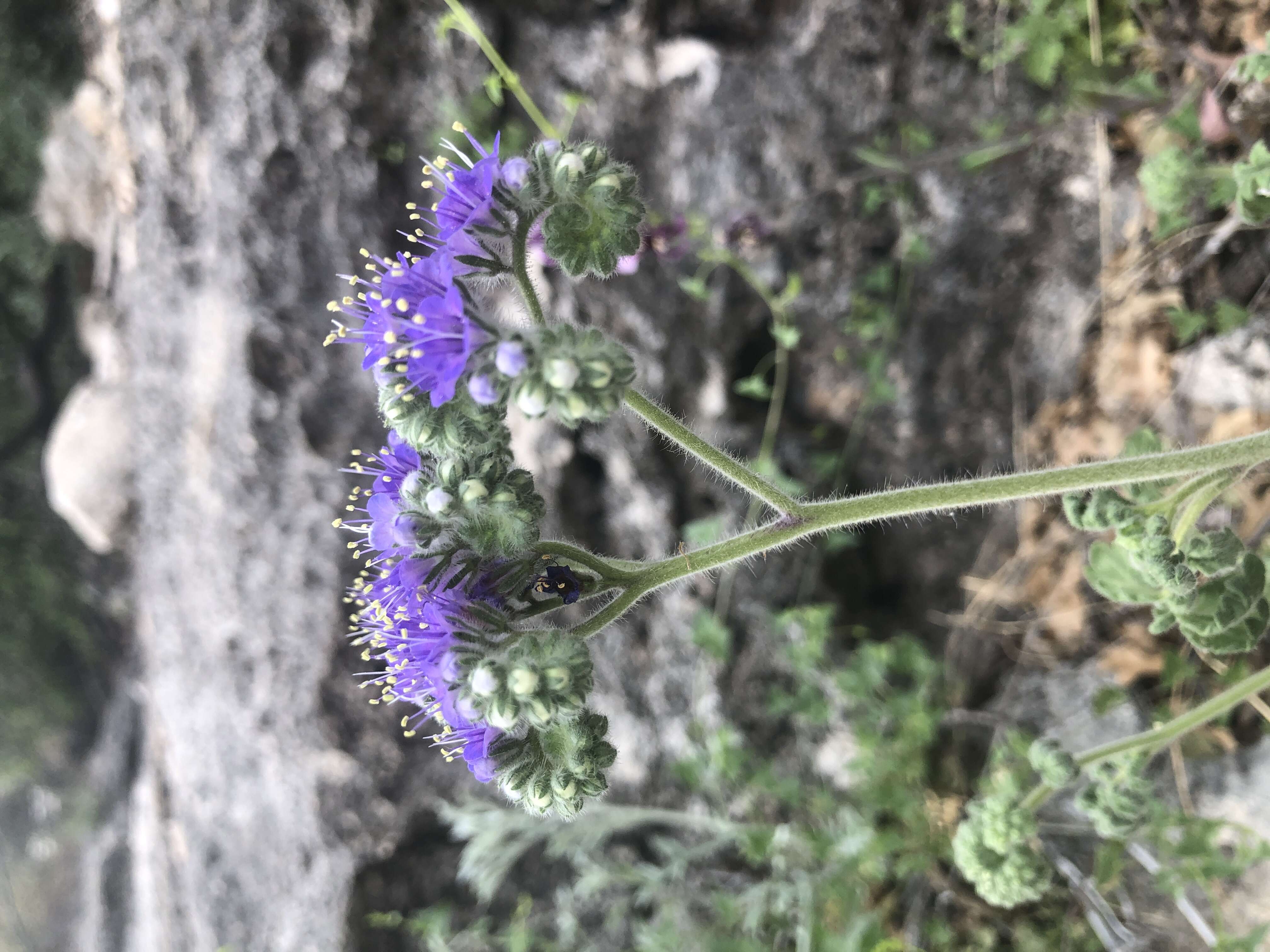 Image of scorpionweed