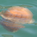Image of Nomura's jellyfish
