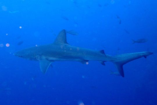 Image of Galapagos Shark