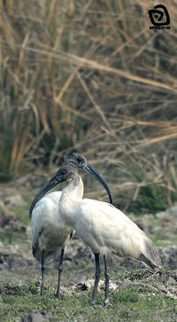 Image of Black-headed Ibis