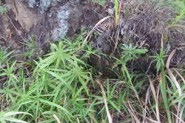 Image of Cyperus albostriatus Schrad.