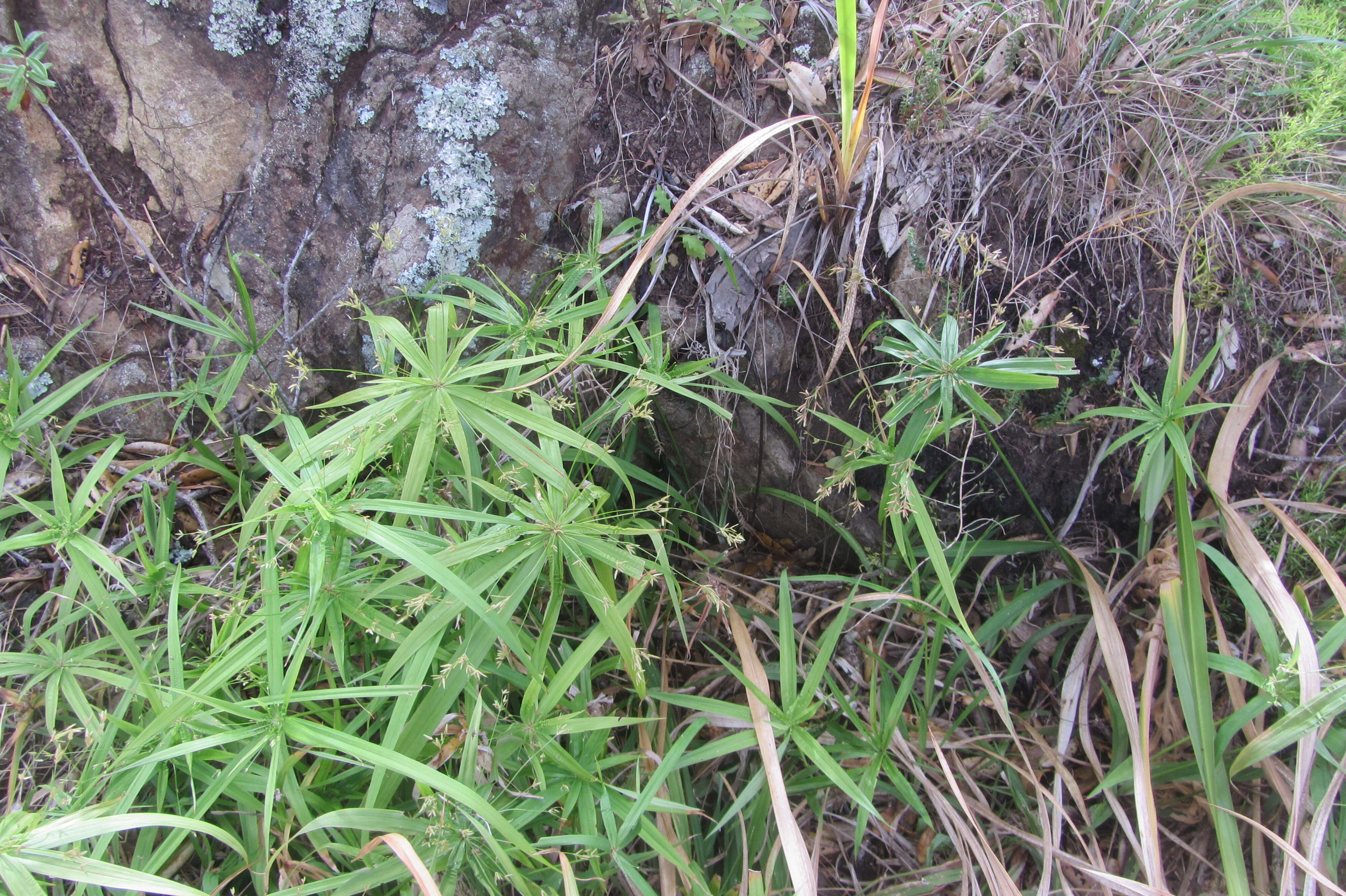 Image of Cyperus albostriatus Schrad.