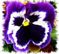 Image of hybrid violet