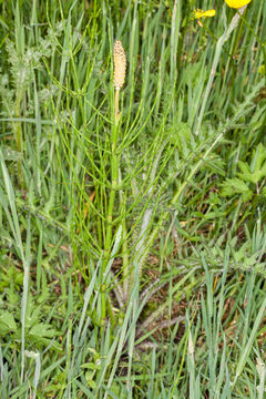 Image of <i>Equisetum palustre</i>