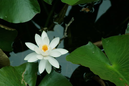 Image of <i>Nymphaea tetragona</i>