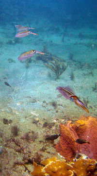 Image of Caribbean reef squid