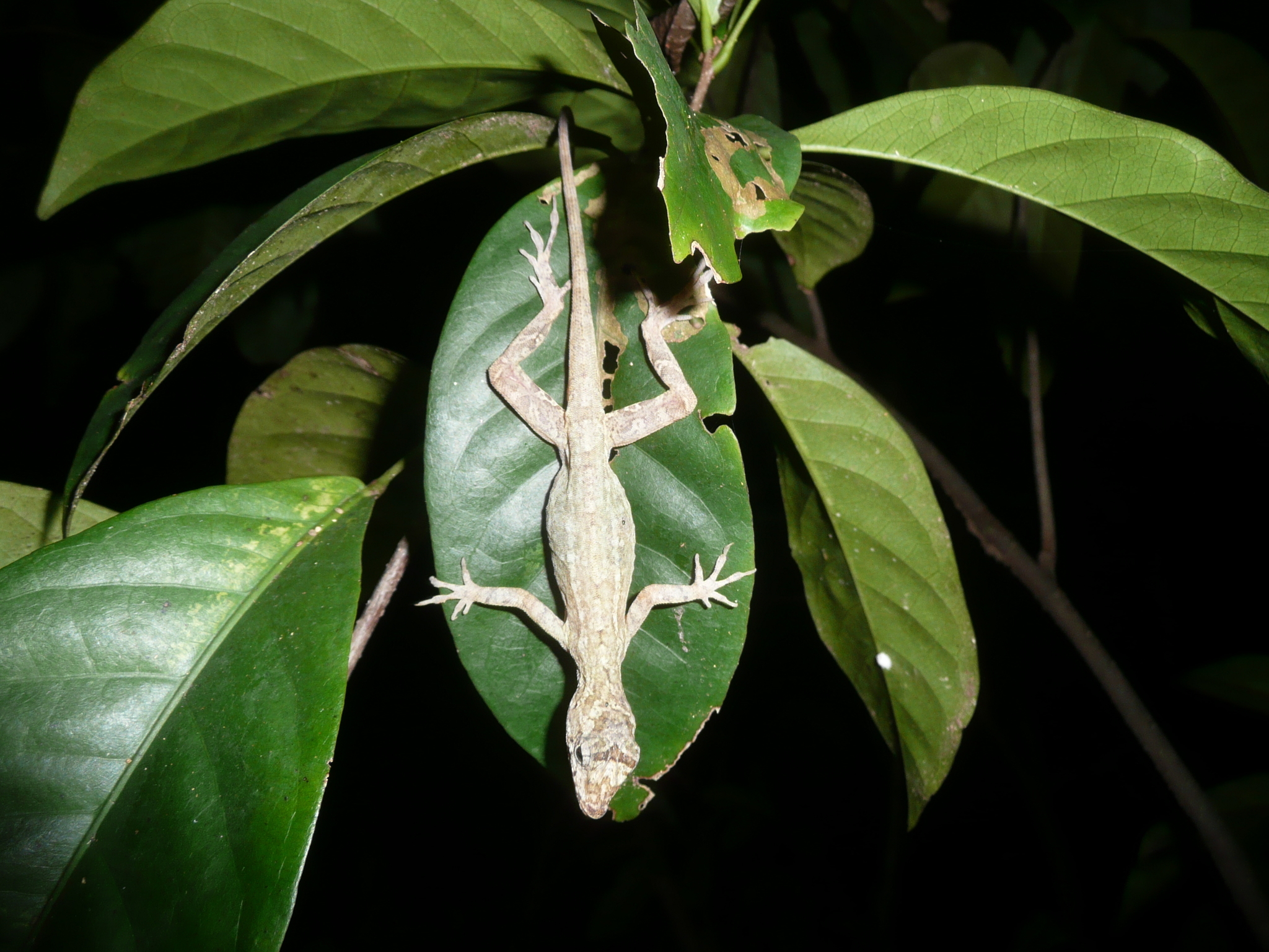 Ghost Anole - Encyclopedia of Life