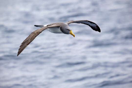 Image of Chatham Albatross