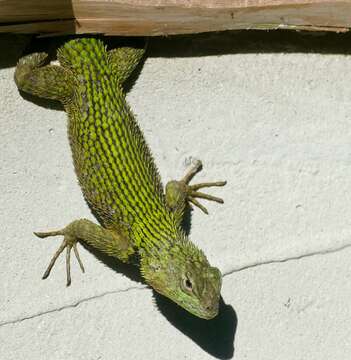 Image of Green Spiny Lizard