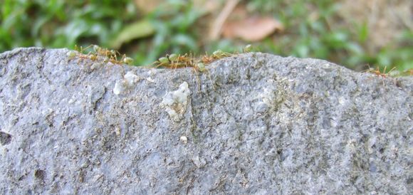 Image of Asian Weaver Ant