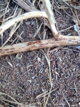 Image of Asian Weaver Ant