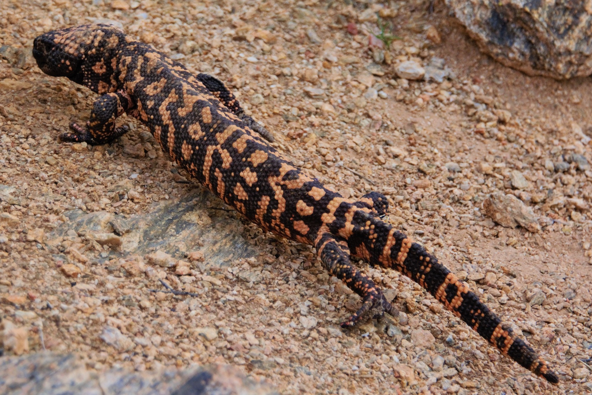 gila-monster-media-encyclopedia-of-life