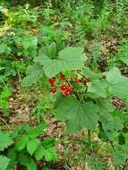 Image of Red Currant