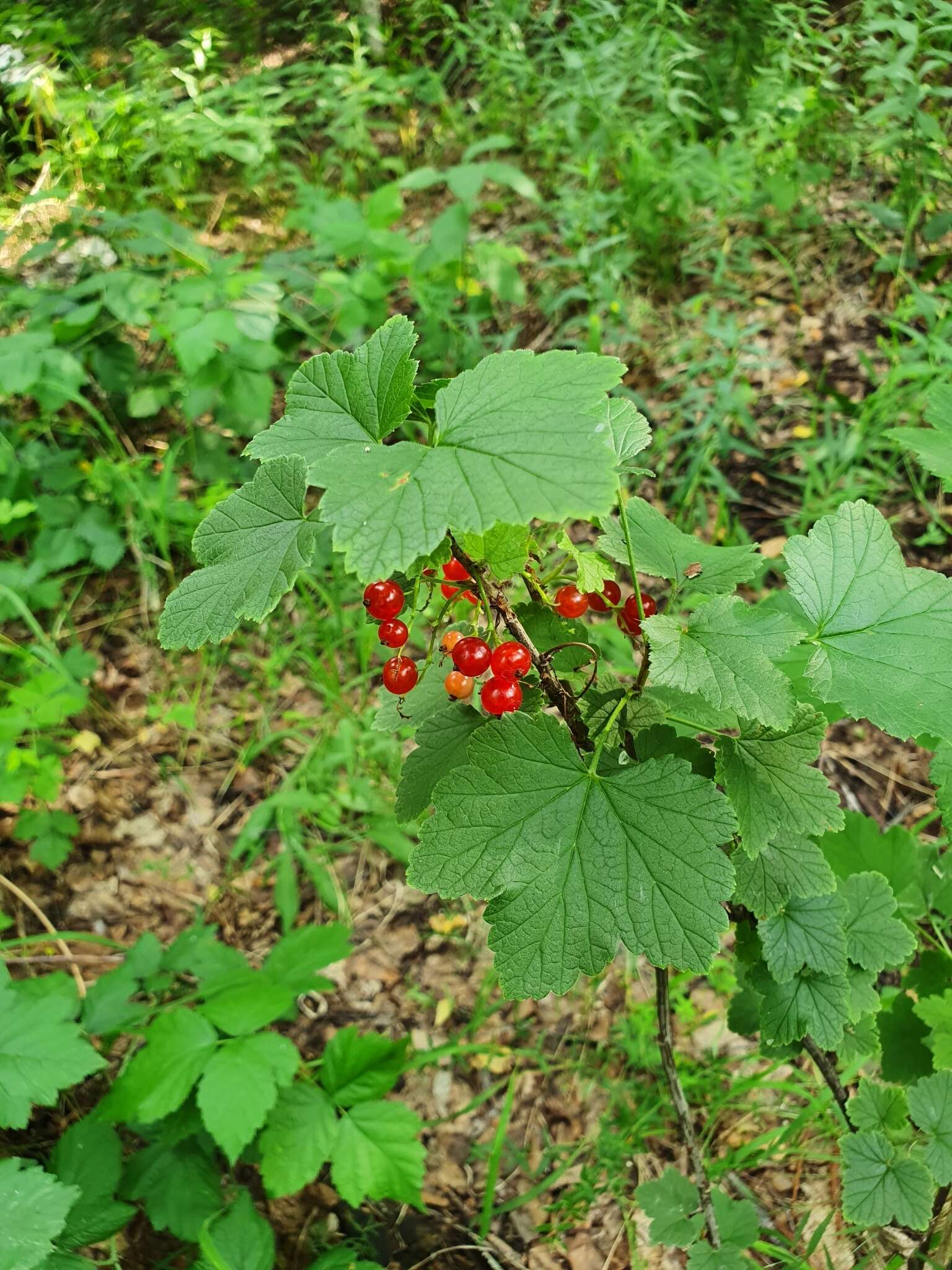 Image of Red Currant