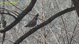 Image of <i>Bonasa bonasia</i>